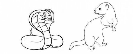 Раскраска Мангуст Рики Тики Тави