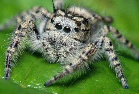 Паук это насекомое или животное