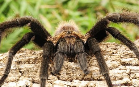 Каракурт Тарантул