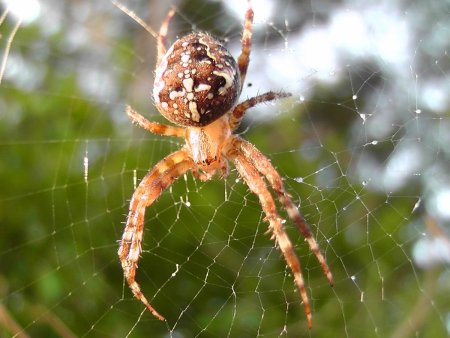 Паук Araneus marmoreus