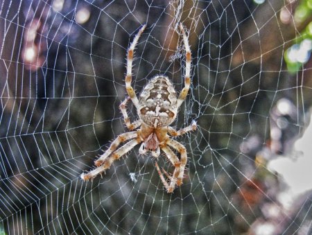 Паутина паука крестовика