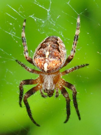 Araneus diadematus - крестовик