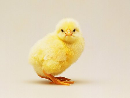 Желтенький цыпленок