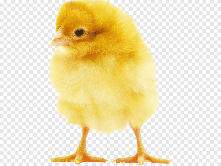 Желтенький цыпленок