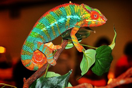 Пантеровый хамелеон самка