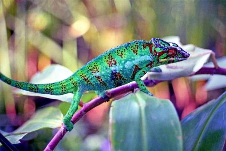 Пантерный хамелеон