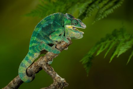 Хамелеон йеменский шлемоносный