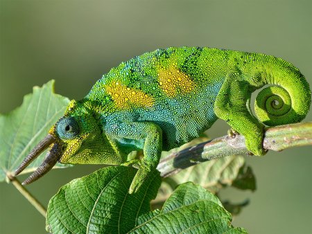 Сенегальский хамелеон