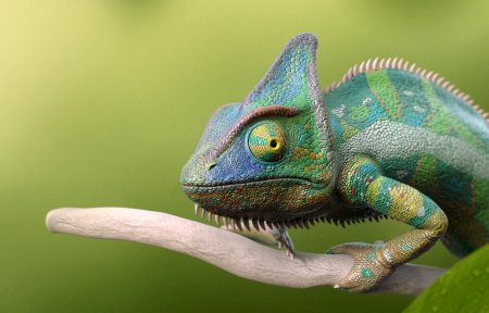 Голова хамелеона