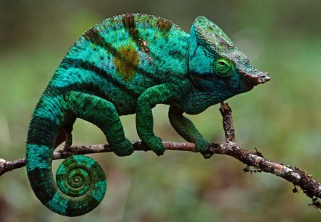 Короткорогий хамелеон