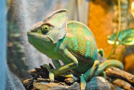 Йеменский хамелеон самка