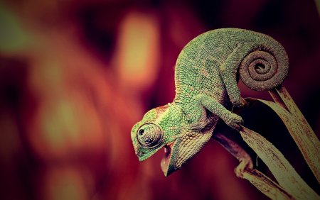 Хамелеон обыкновенный