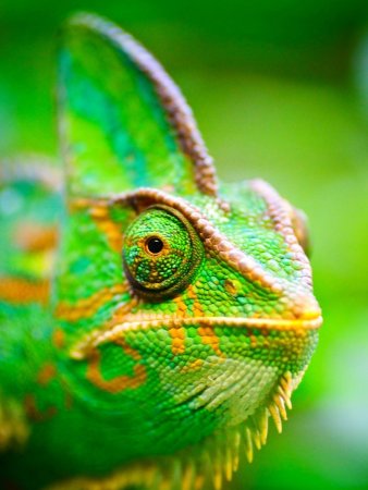 Хамелеон обыкновенный