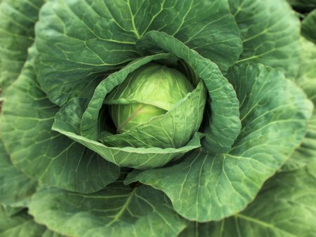 Капуста кочанная Brassica