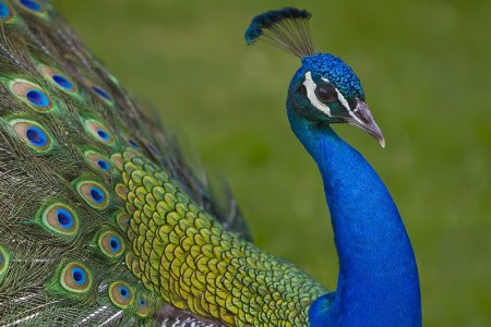 Павлин Мавлин птица