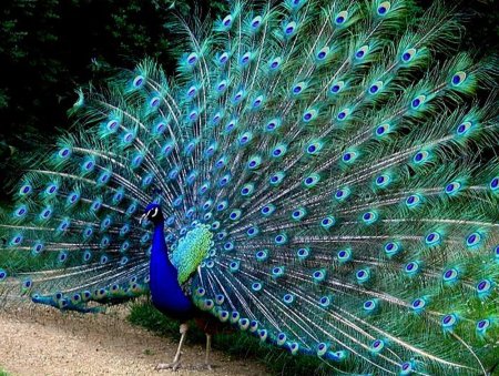 Павлин Мавлин птица