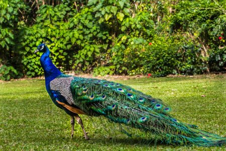 Индийский Павлин