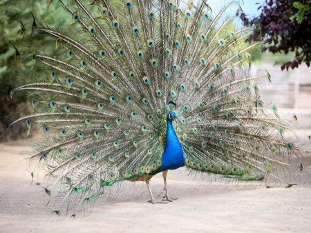 Черноплечий Павлин