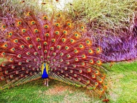 Обыкновенный Павлин Черноплечий