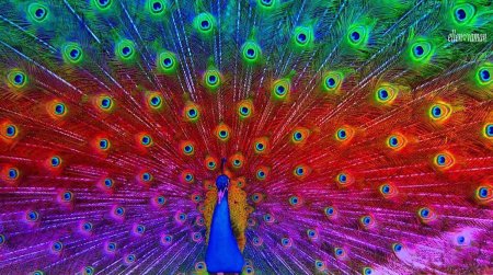 Пурпурный Павлин