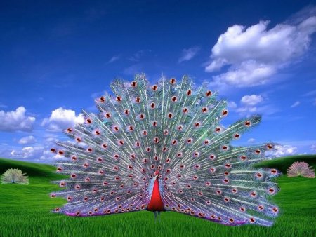 Павлин с распущенным хвостом