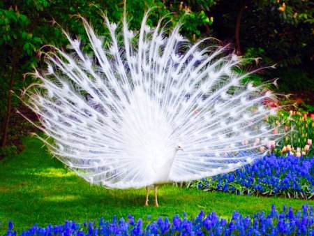 Павлин Аквилейский