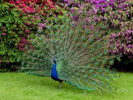 Зелёный Павлин / Pavo muticus