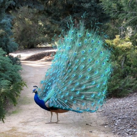 Павлин распушил хвост