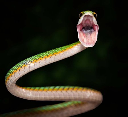 Leptophis Ahaetulla