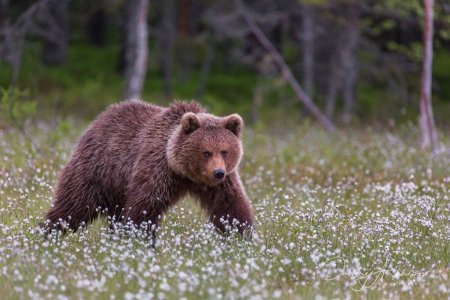 Маленький Медвежонок
