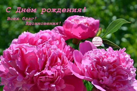 Открытки с днем рождения пионы