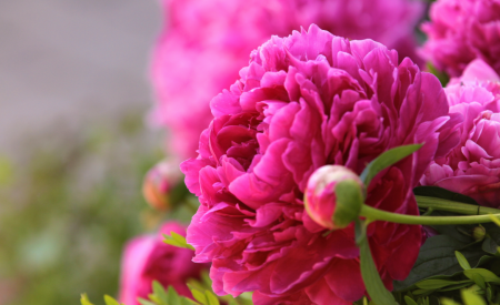 Пион Эльза Ван Брабант