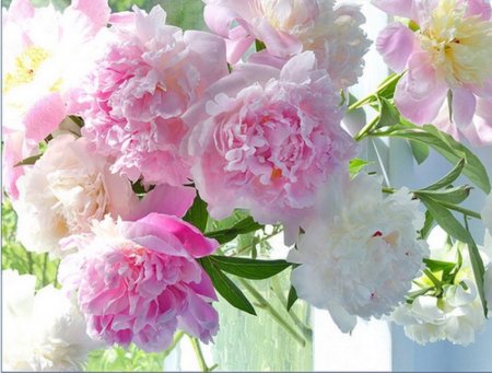 Красивые пионы