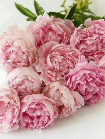 Пиони Пинк (Peony Pink)