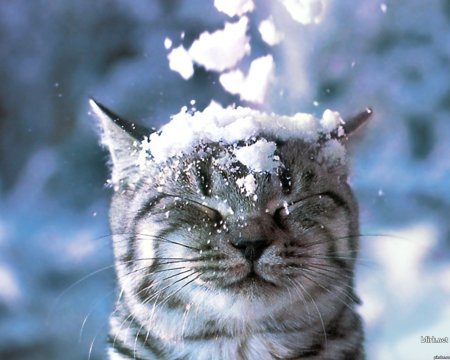 На кота падает снег