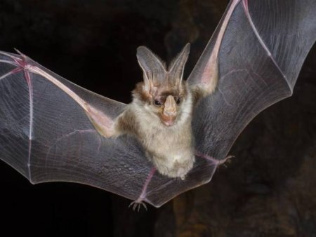 Летюча Миша