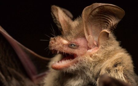 Сибирский трубконос