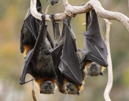 Нильский крылан