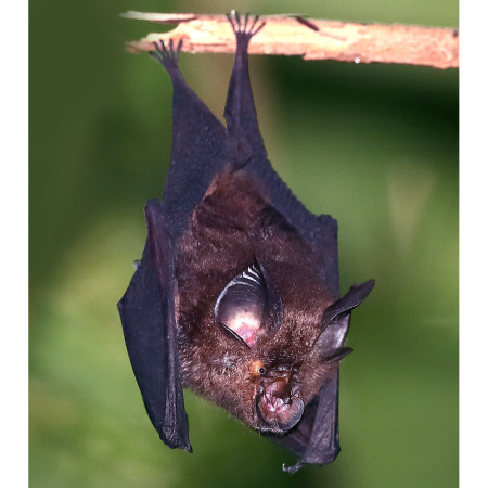 Южный подковонос