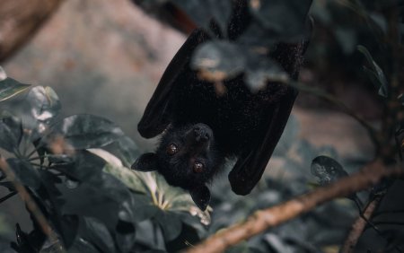 Летучая мышь