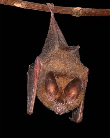 Летучая мышь нетопырь