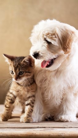 Котики и со бачкибачки