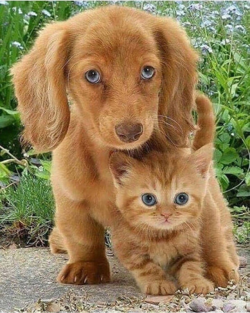 Щенок и котенок