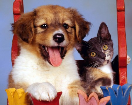 Симпатичные котята и щенки