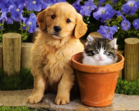 Собачки и кошечки