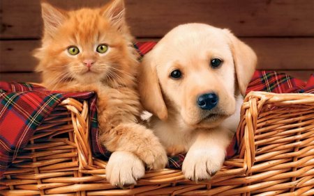 Котики собачки