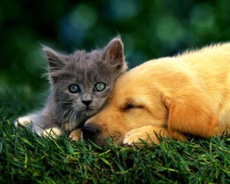 Кот и щеночек