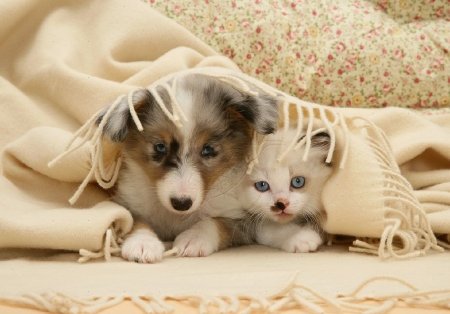Щенок и котенок