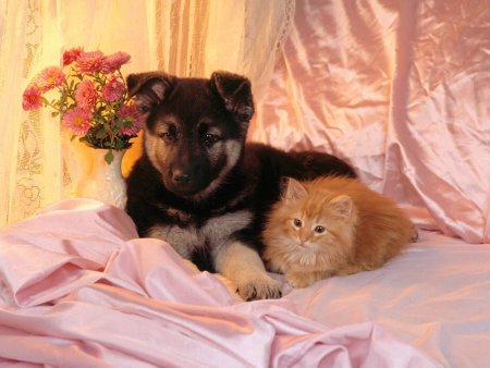 Щенок и котенок