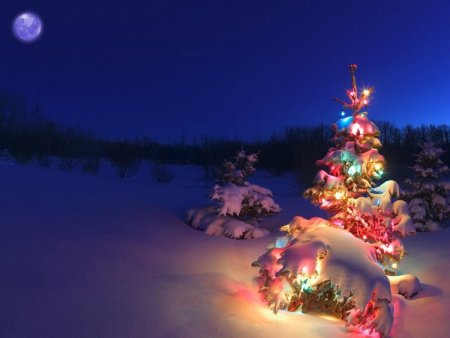 В новогоднем лесу